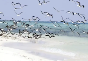 birdwatching 2