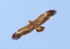 birdwatching 3