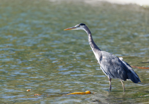 birdwatching 4