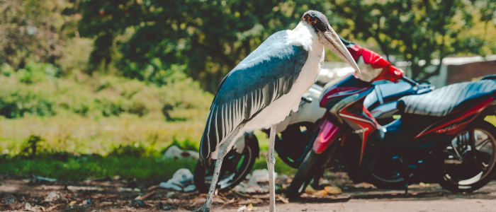 ethiopia birdwatching